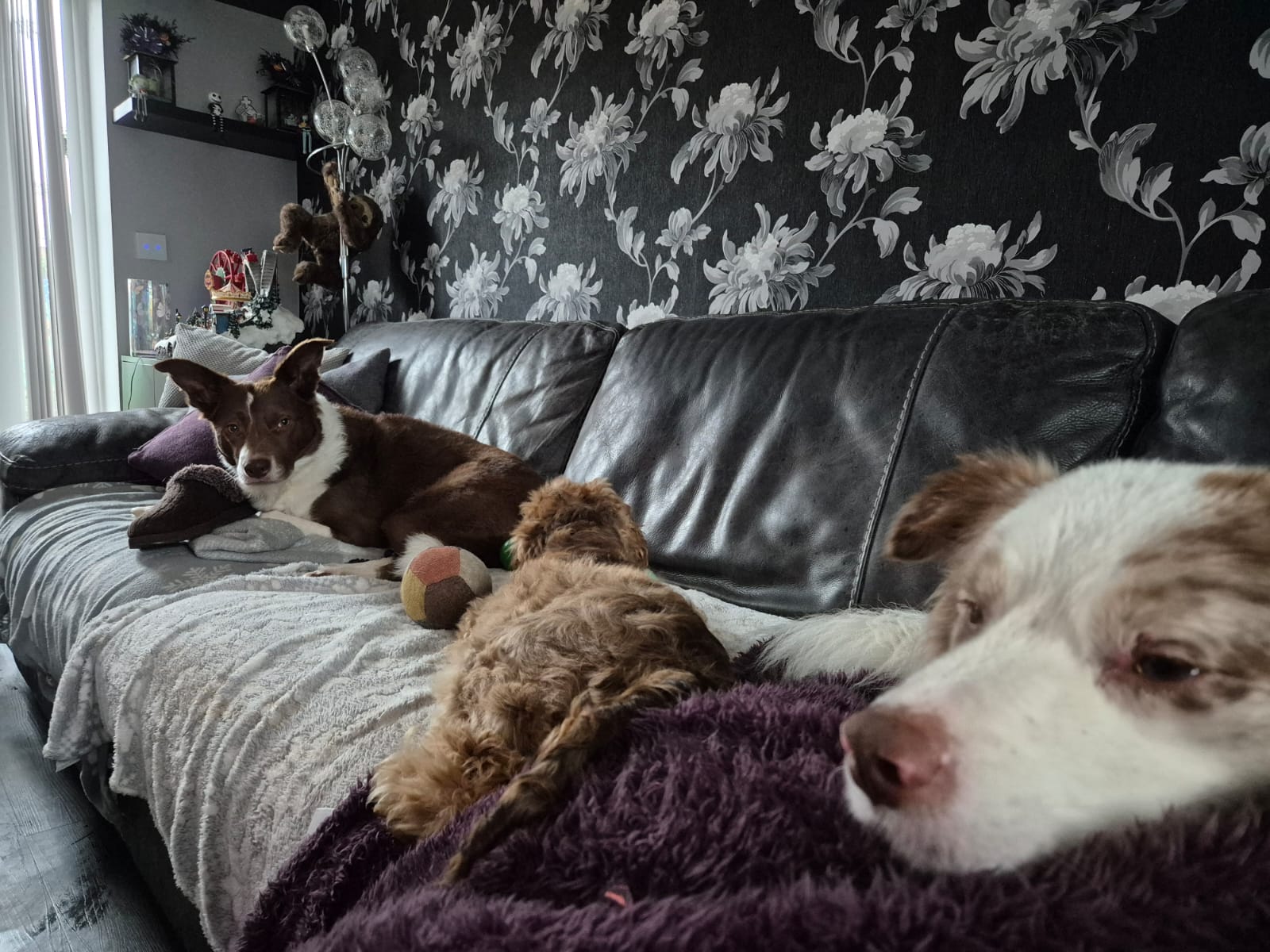 Dog resting
