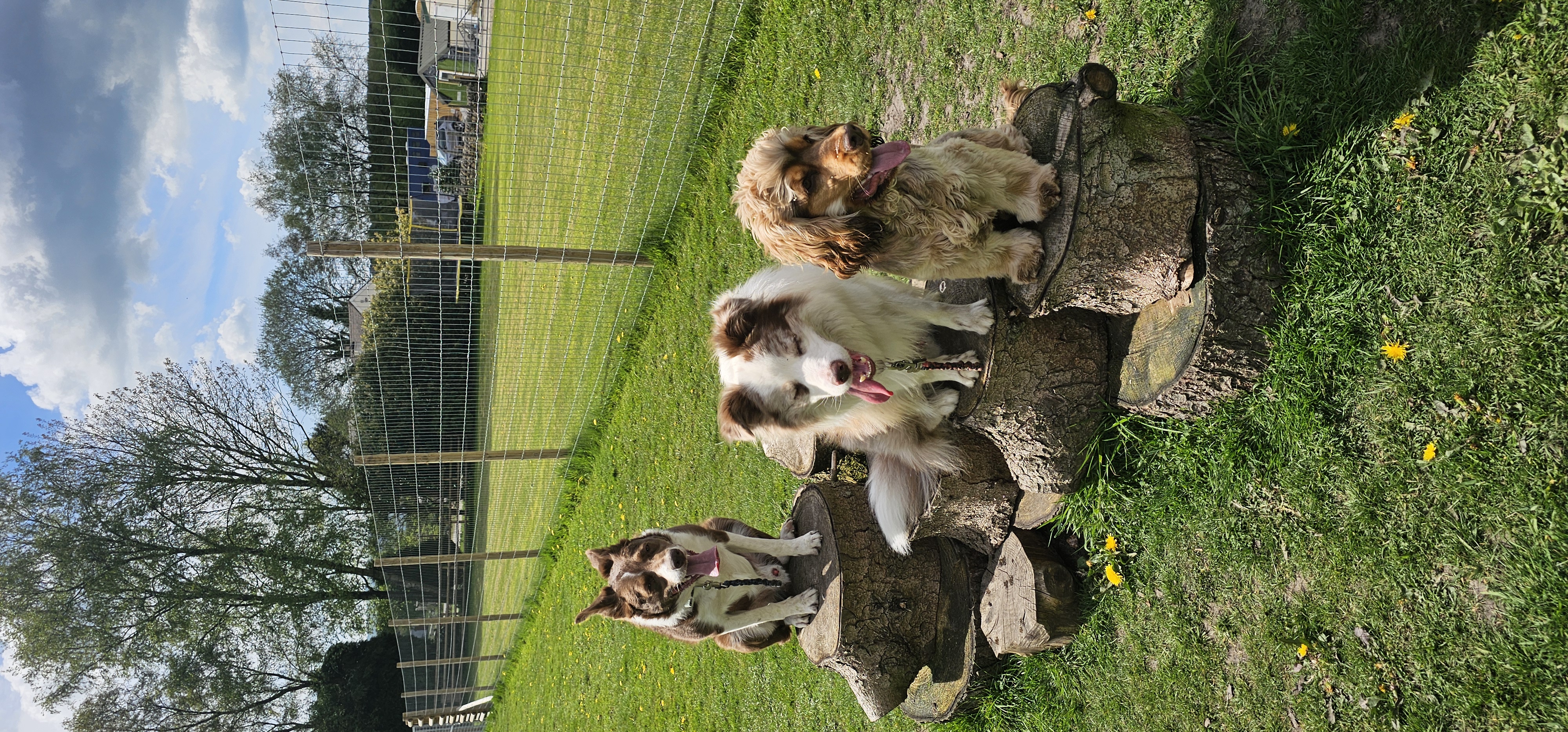 Happy dog 5